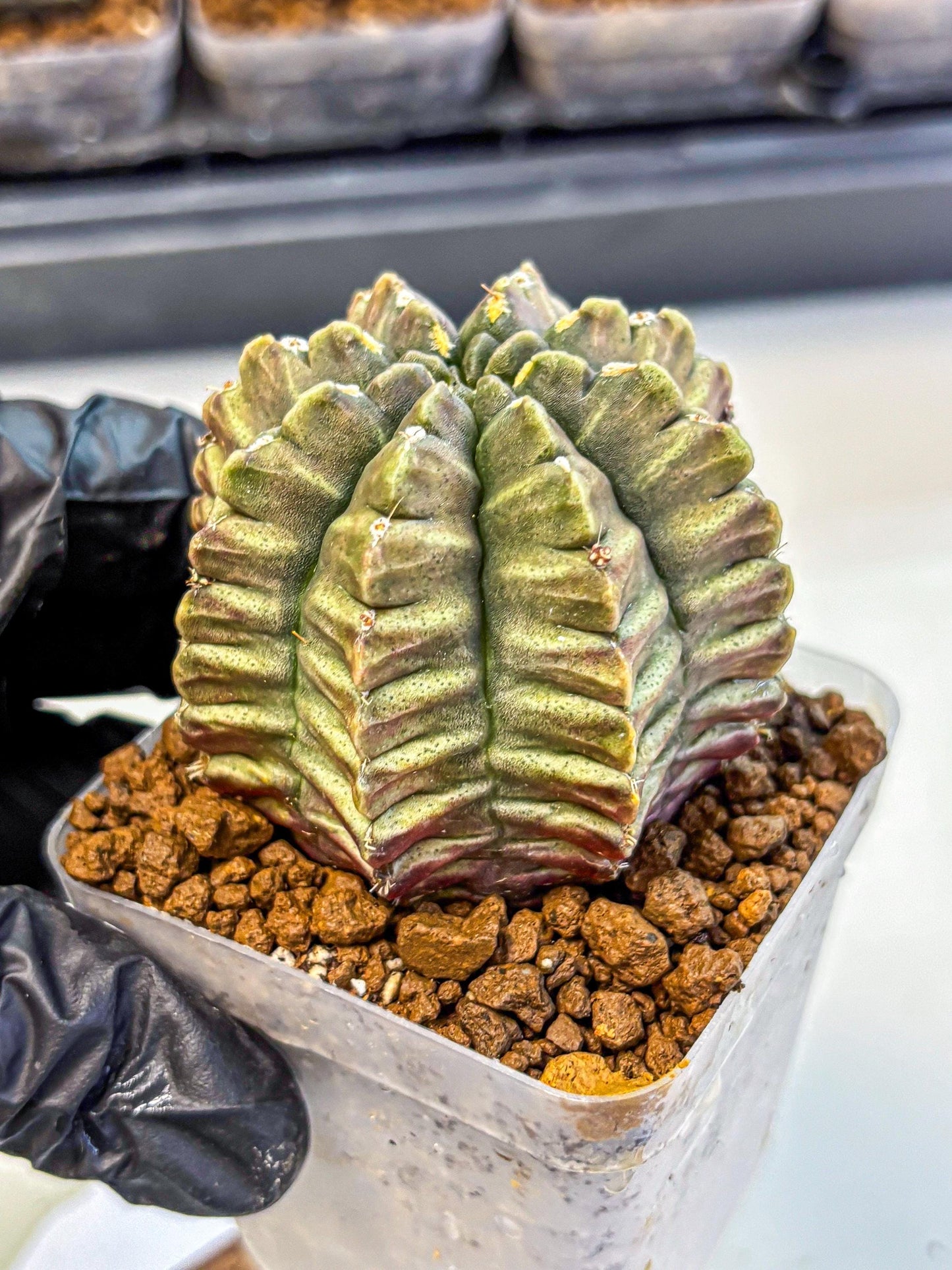 Gymnocalycium Aas DayDream (gy21) (08) | Rare Hybrids