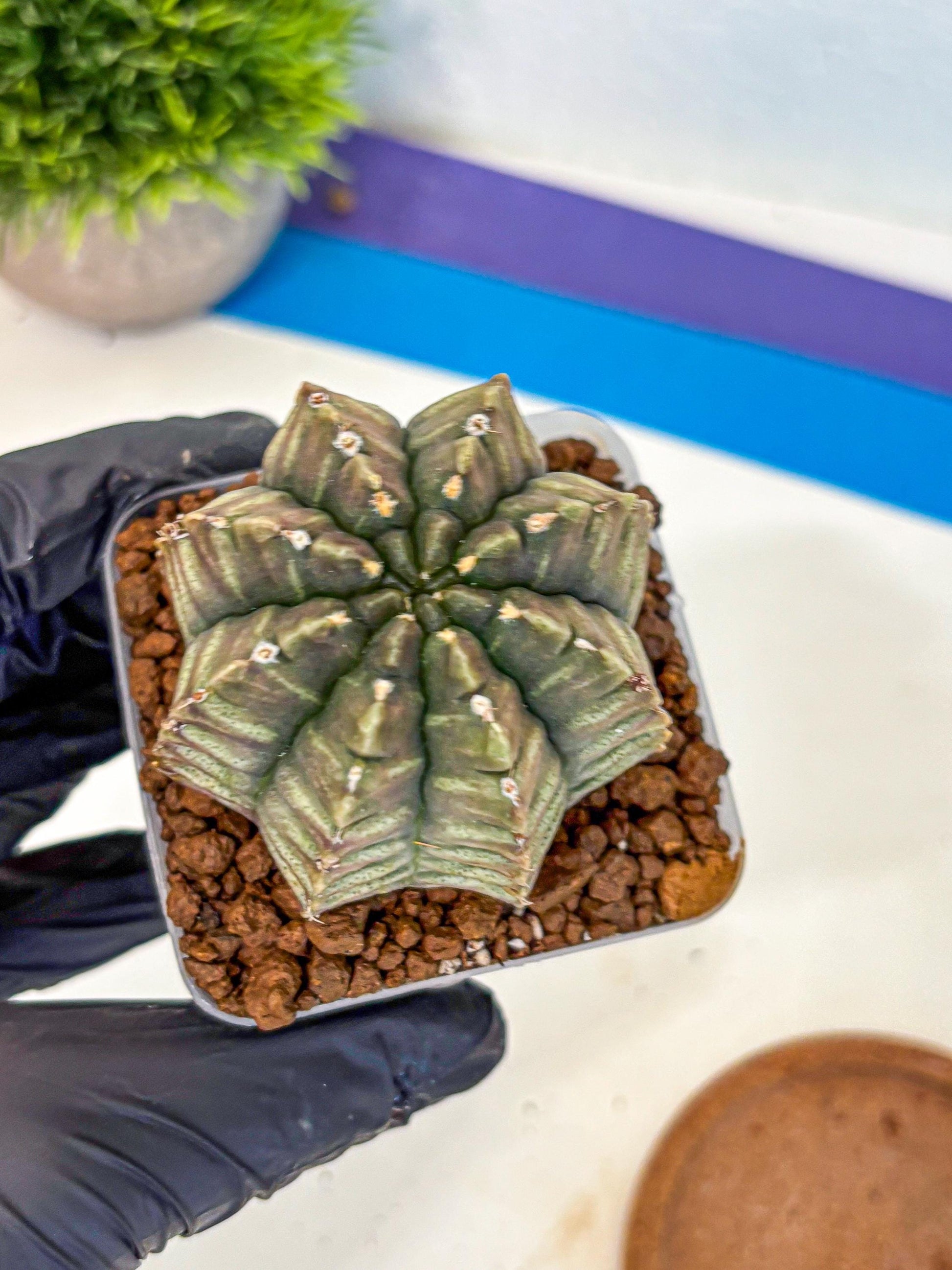 Gymnocalycium Aas DayDream (gy21) (08) | Rare Hybrids