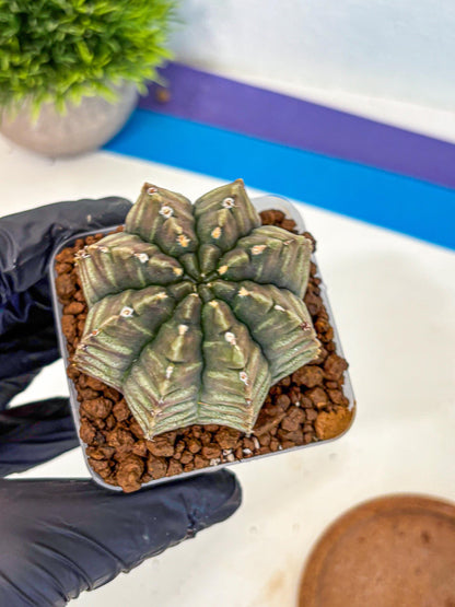 Gymnocalycium Aas DayDream (gy21) (08) | Rare Hybrids