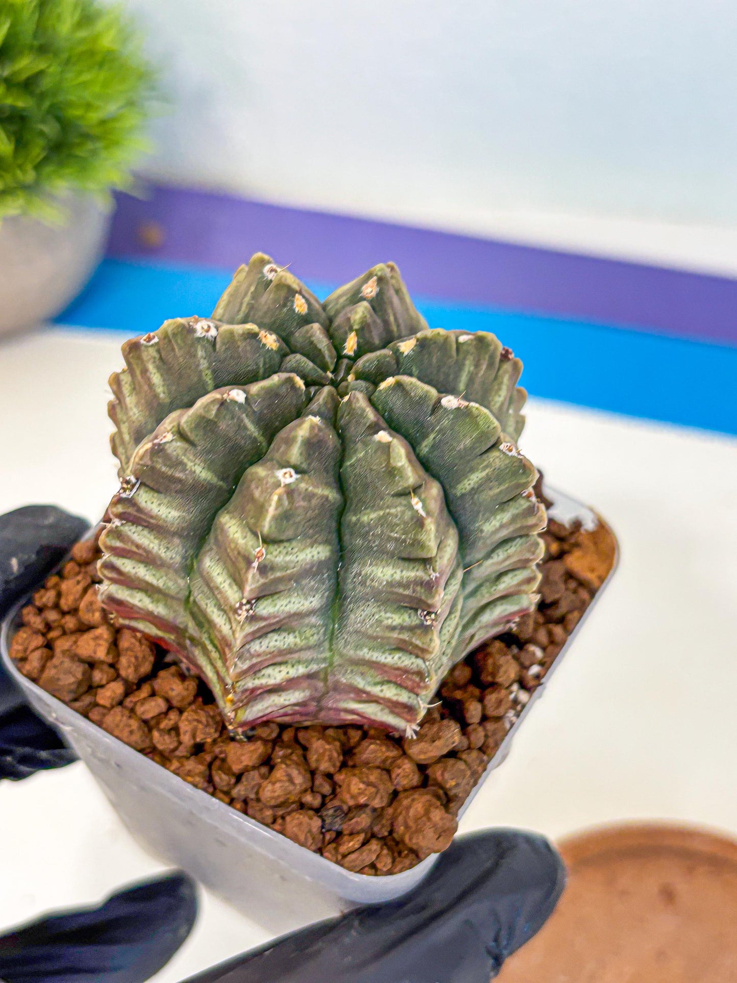 Gymnocalycium Aas DayDream (gy21) (08) | Rare Hybrids