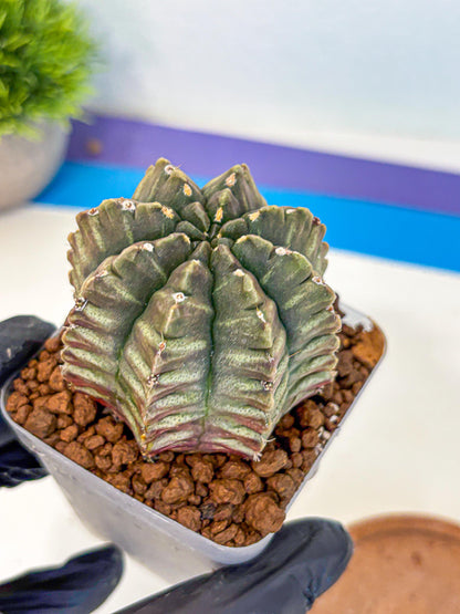 Gymnocalycium Aas DayDream (gy21) (08) | Rare Hybrids