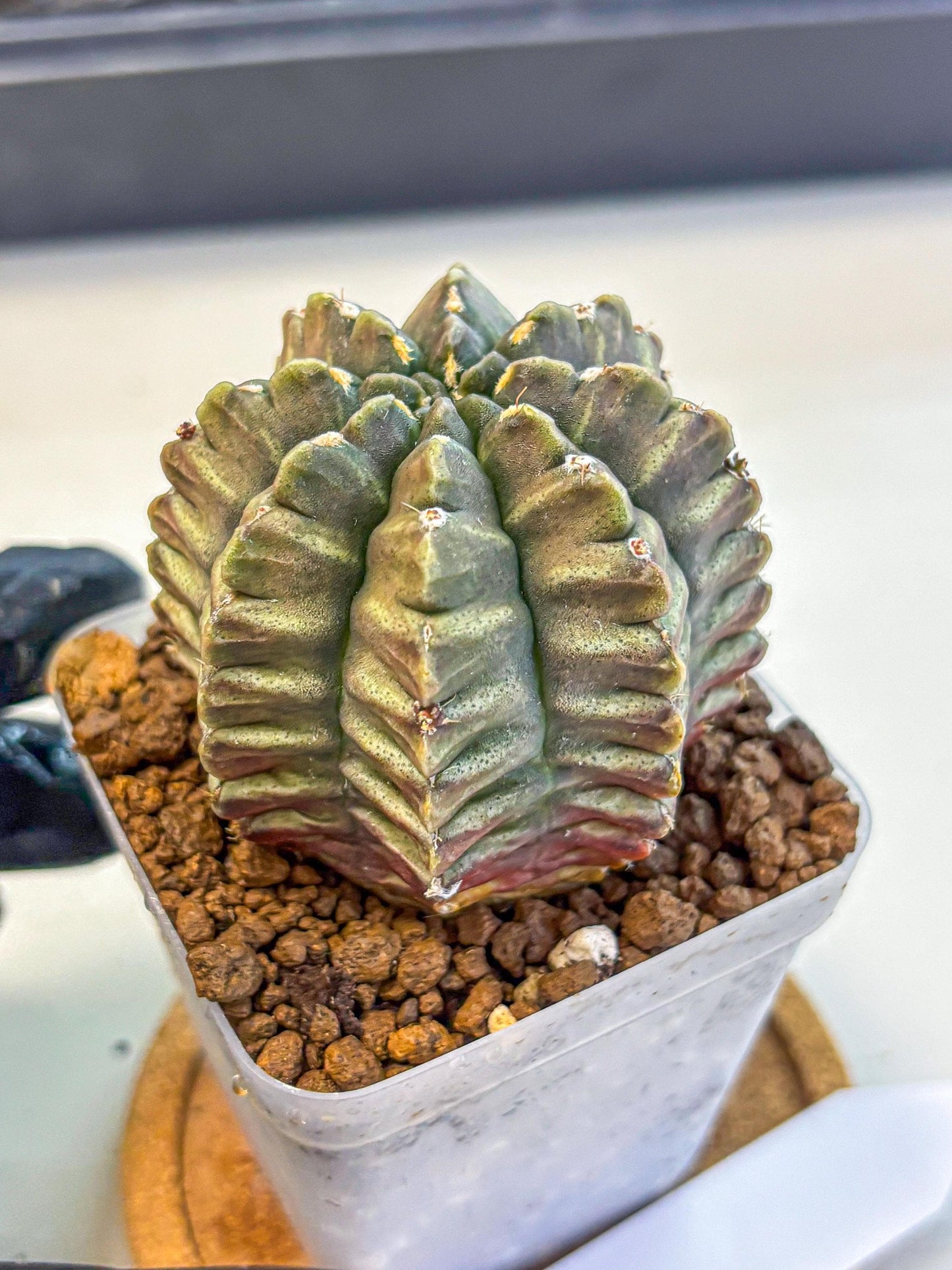 Gymnocalycium Aas DayDream (gy21) (08) | Rare Hybrids