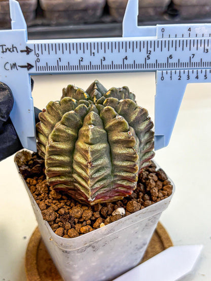 Gymnocalycium Aas DayDream (gy21) (08) | Rare Hybrids