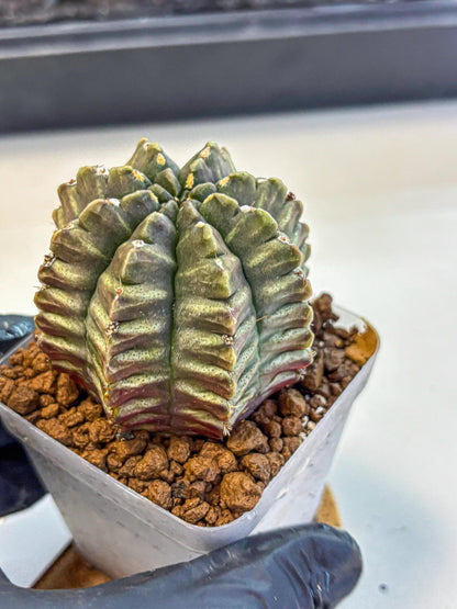 Gymnocalycium Aas DayDream (gy21) (08) | Rare Hybrids
