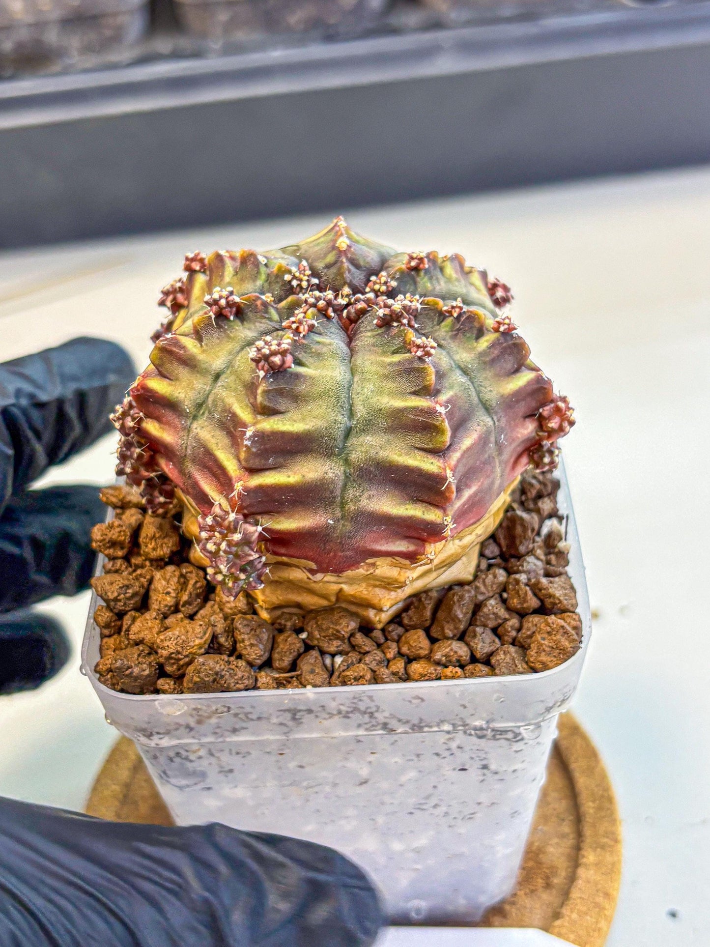 Gymnocalycium Aas DayDream (gy21) (09) | Rare Hybrids