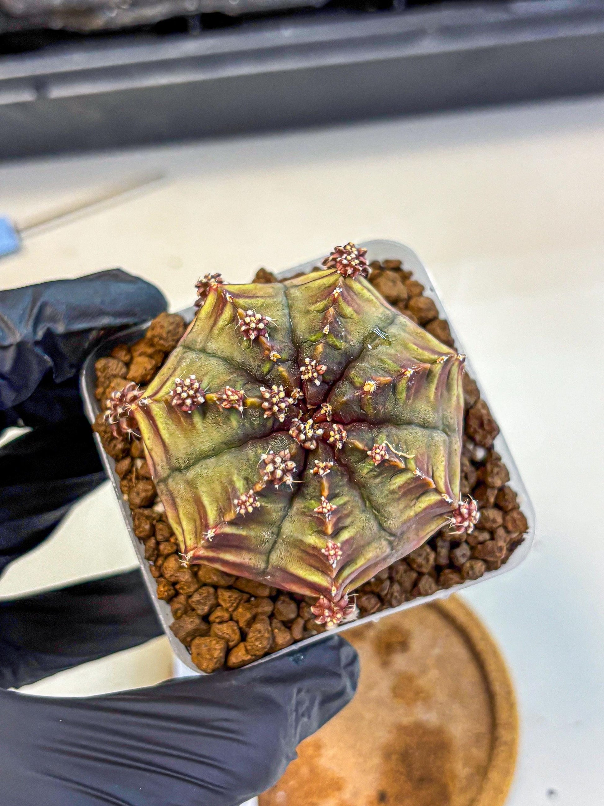 Gymnocalycium Aas DayDream (gy21) (09) | Rare Hybrids