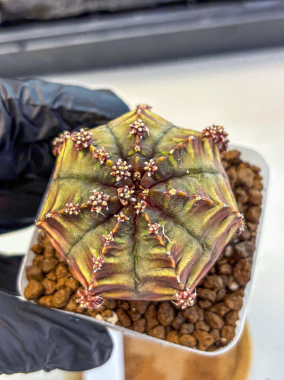 Gymnocalycium Aas DayDream (gy21) (09) | Rare Hybrids