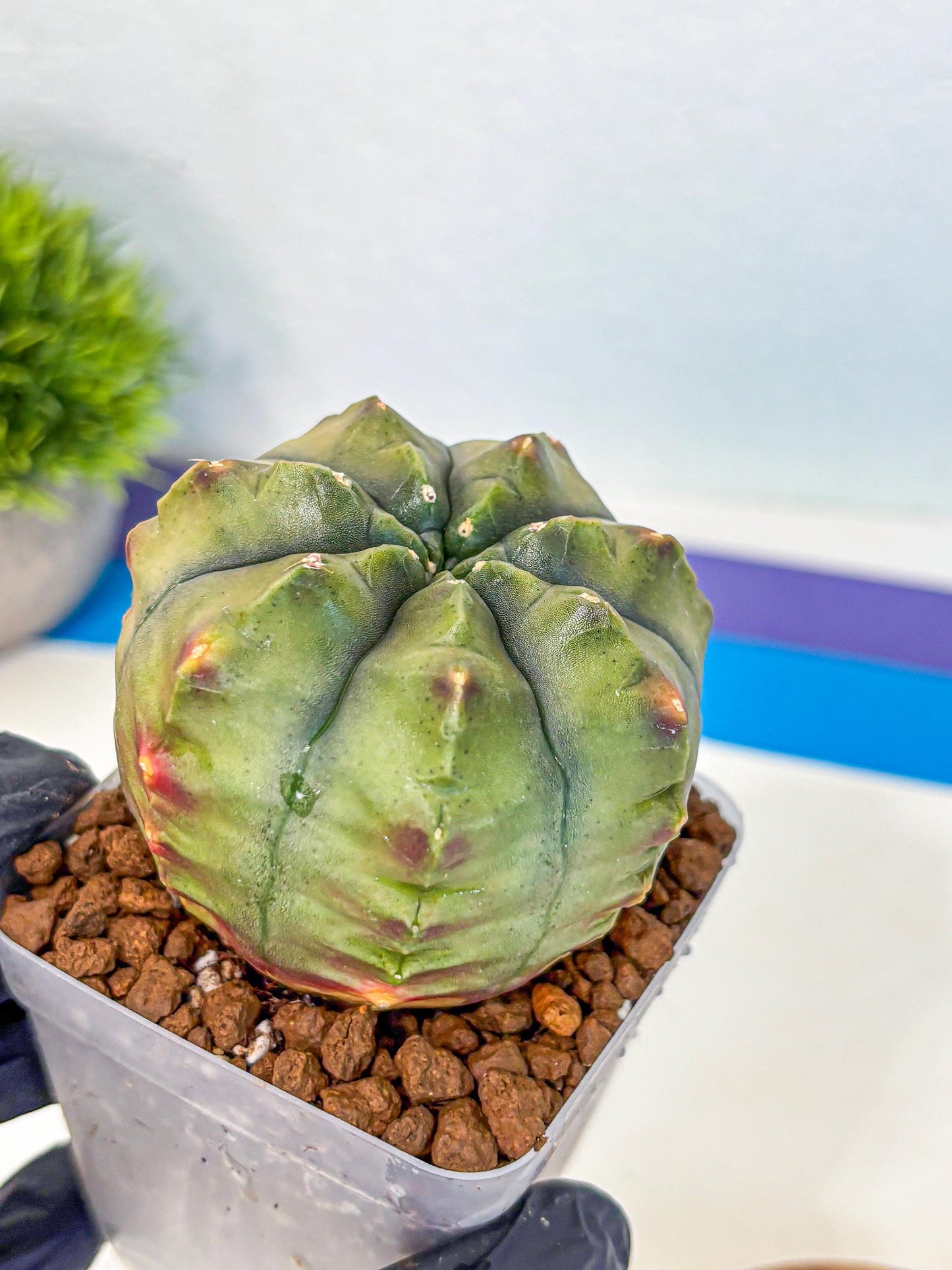 Gymnocalycium Aas DayDream (gy21) (10) | Rare Hybrids
