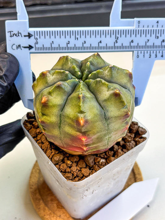 Gymnocalycium Aas DayDream (gy21) (10) | Rare Hybrids