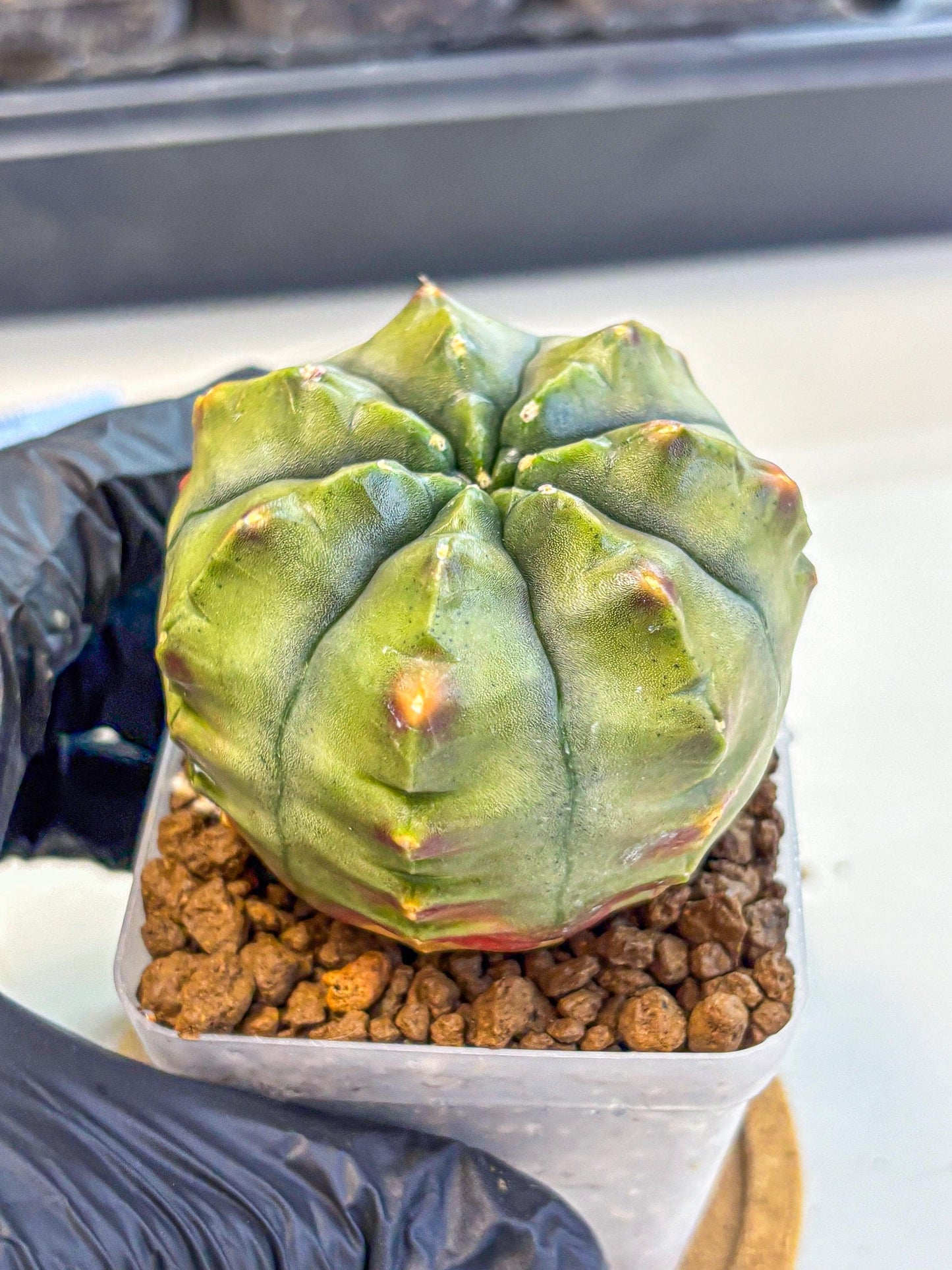 Gymnocalycium Aas DayDream (gy21) (10) | Rare Hybrids
