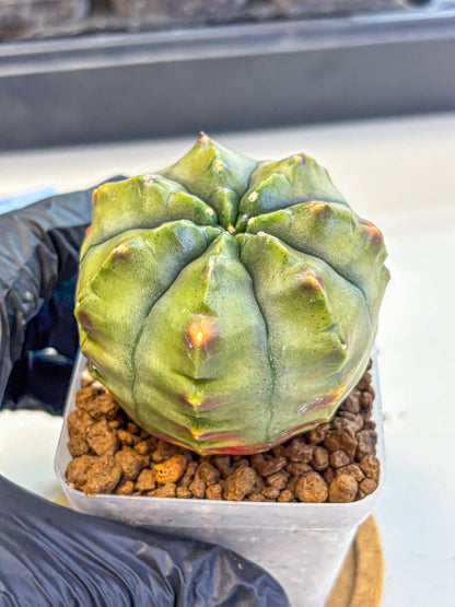 Gymnocalycium Aas DayDream (gy21) (10) | Rare Hybrids