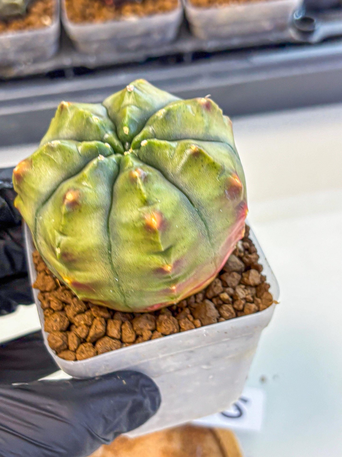 Gymnocalycium Aas DayDream (gy21) (10) | Rare Hybrids