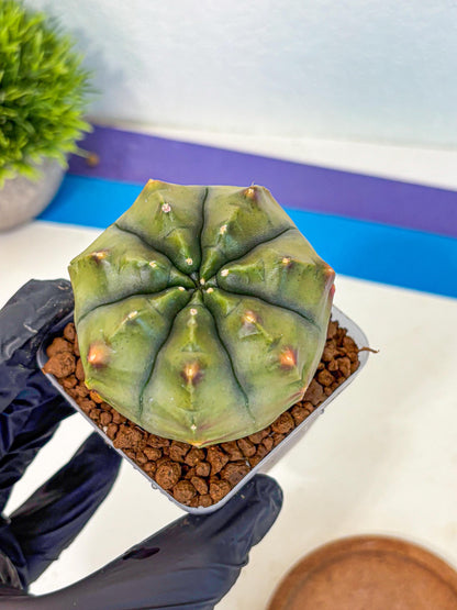 Gymnocalycium Aas DayDream (gy21) (10) | Rare Hybrids