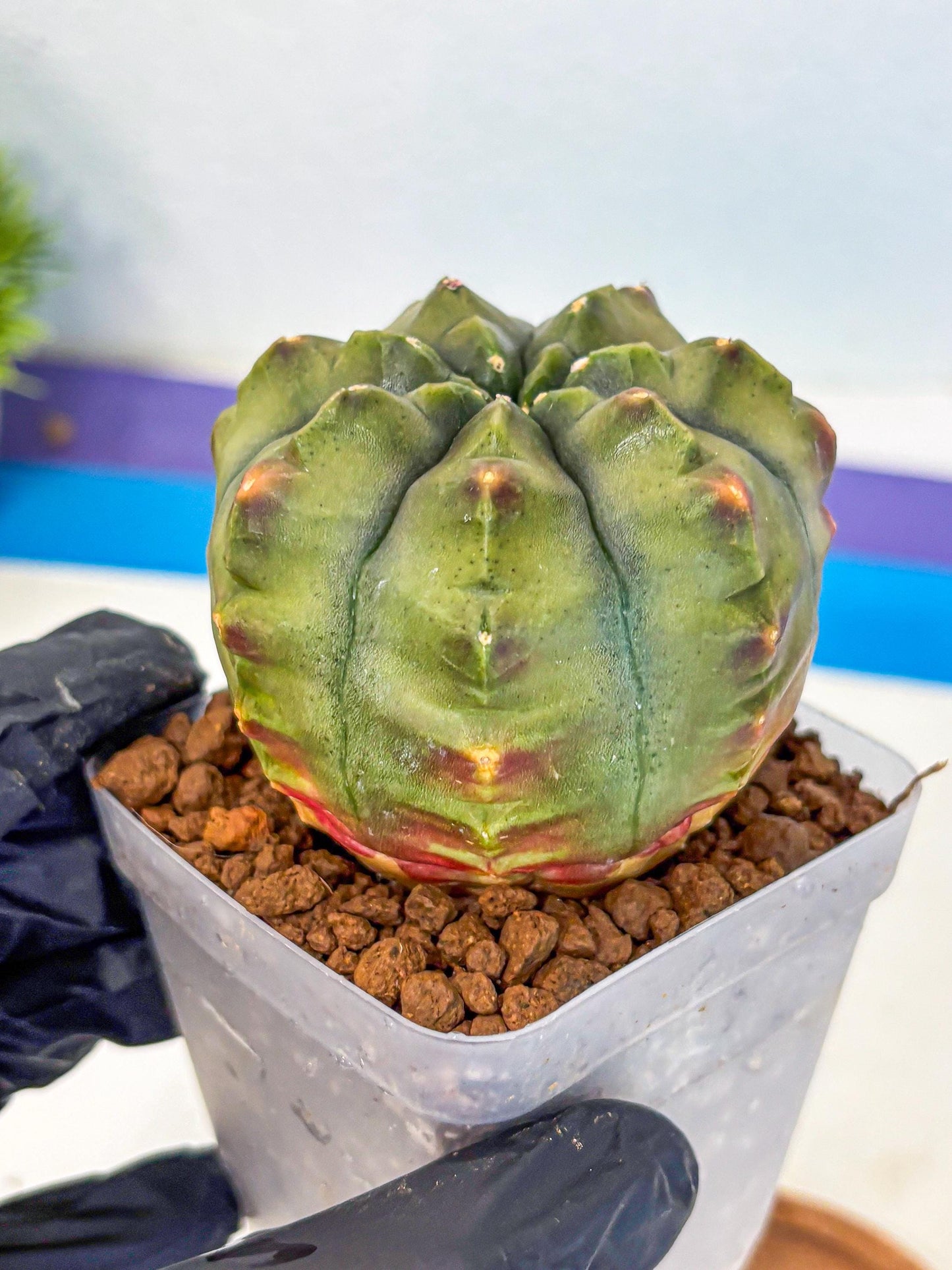 Gymnocalycium Aas DayDream (gy21) (10) | Rare Hybrids