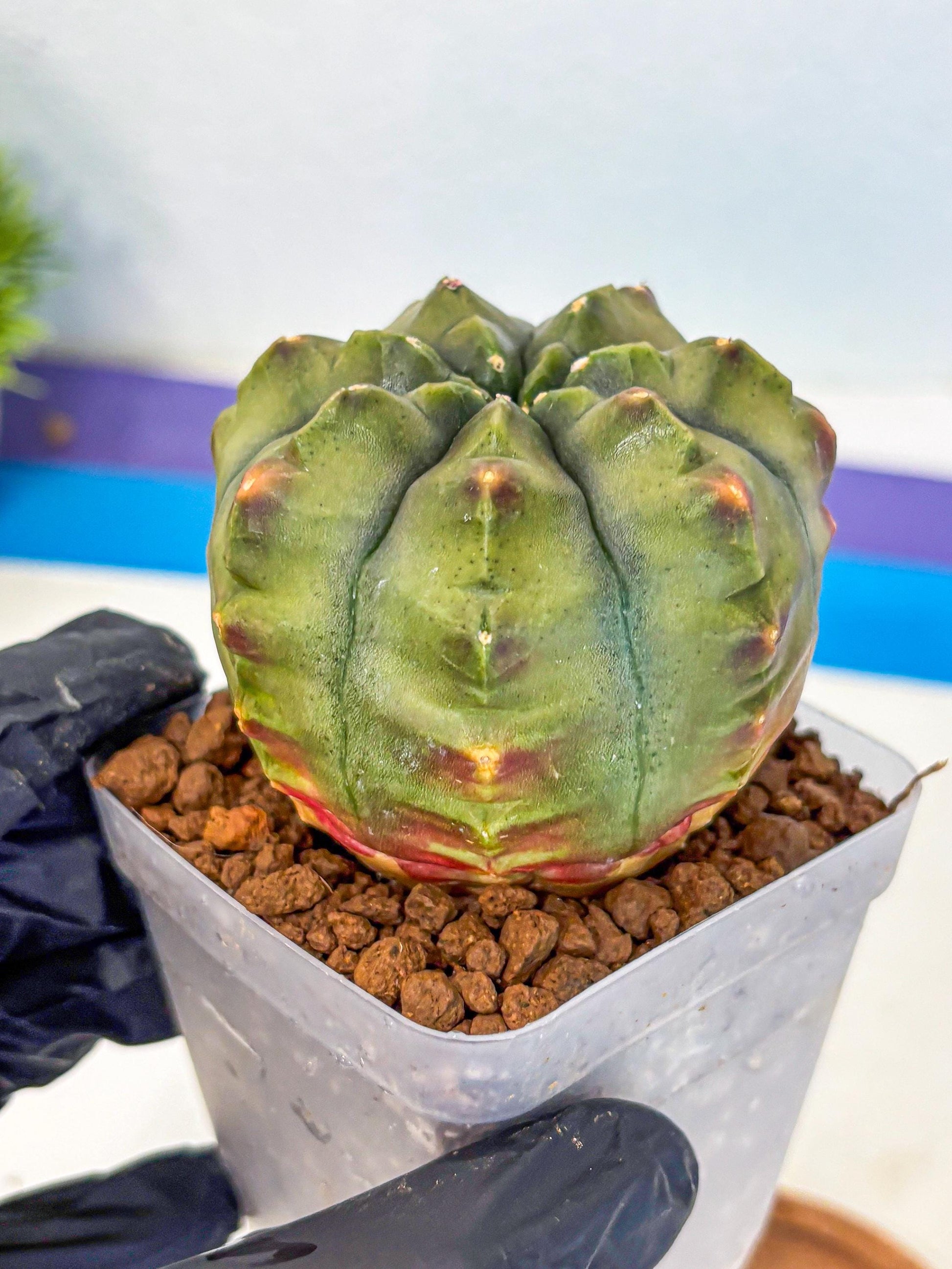 Gymnocalycium Aas DayDream (gy21) (10) | Rare Hybrids