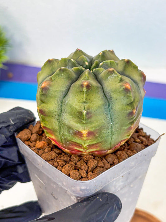 Gymnocalycium Aas DayDream (gy21) (10) | Rare Hybrids