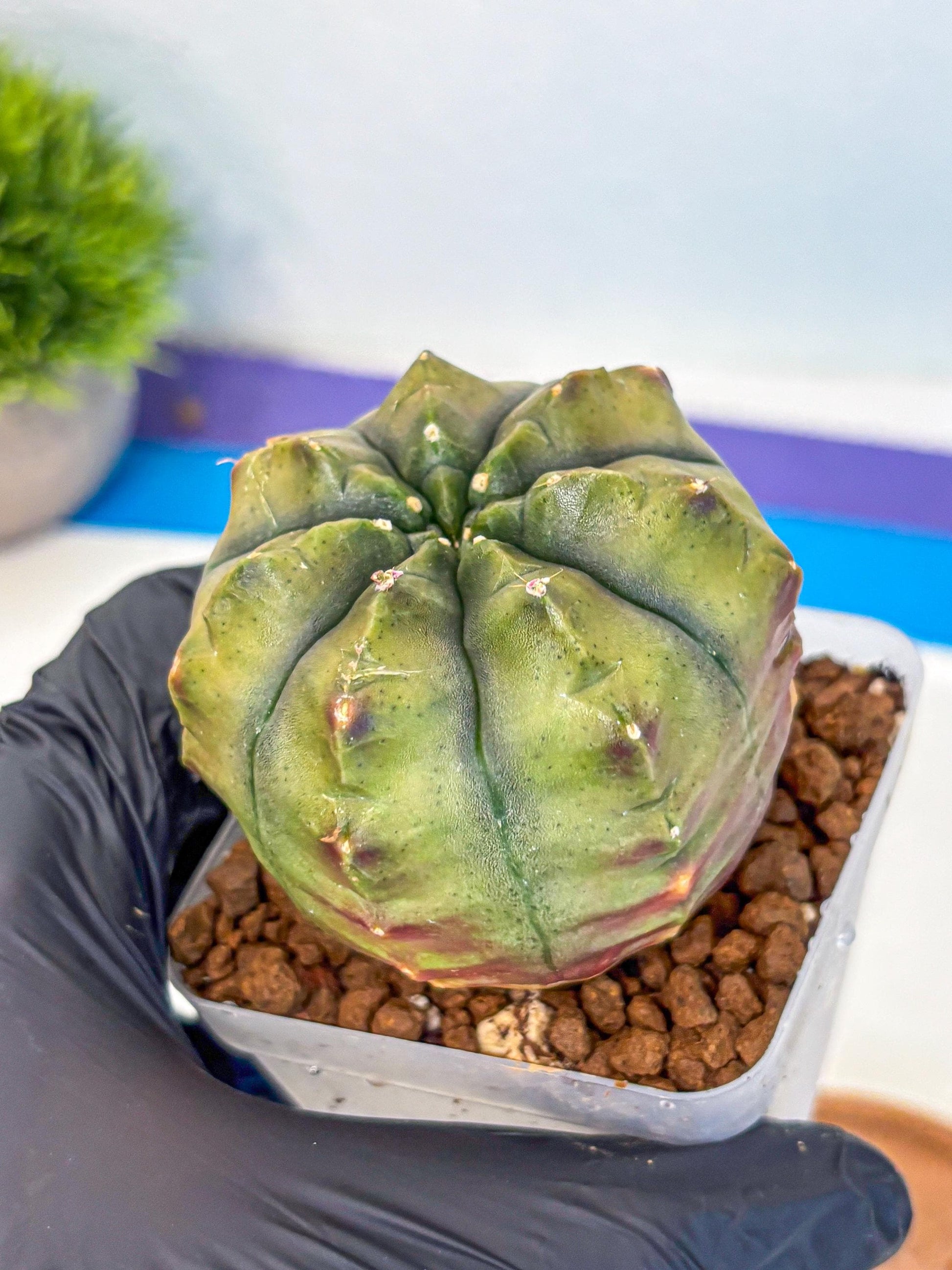 Gymnocalycium Aas DayDream (gy21) (11) | Rare Hybrids