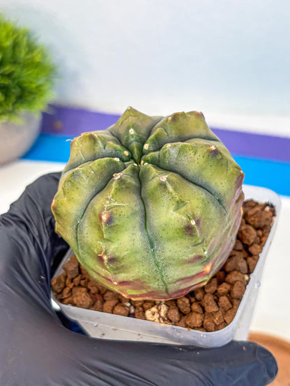 Gymnocalycium Aas DayDream (gy21) (11) | Rare Hybrids