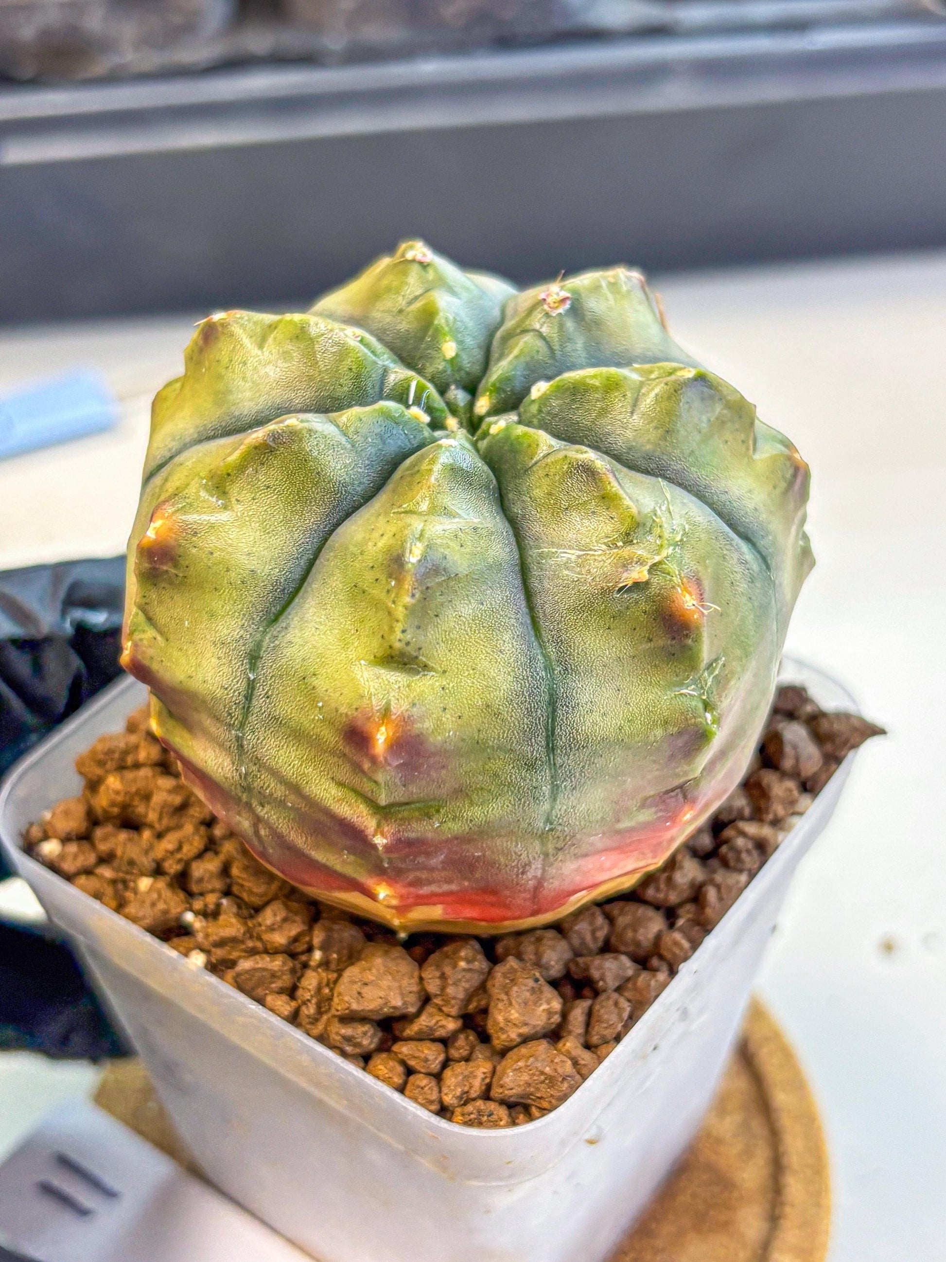 Gymnocalycium Aas DayDream (gy21) (11) | Rare Hybrids