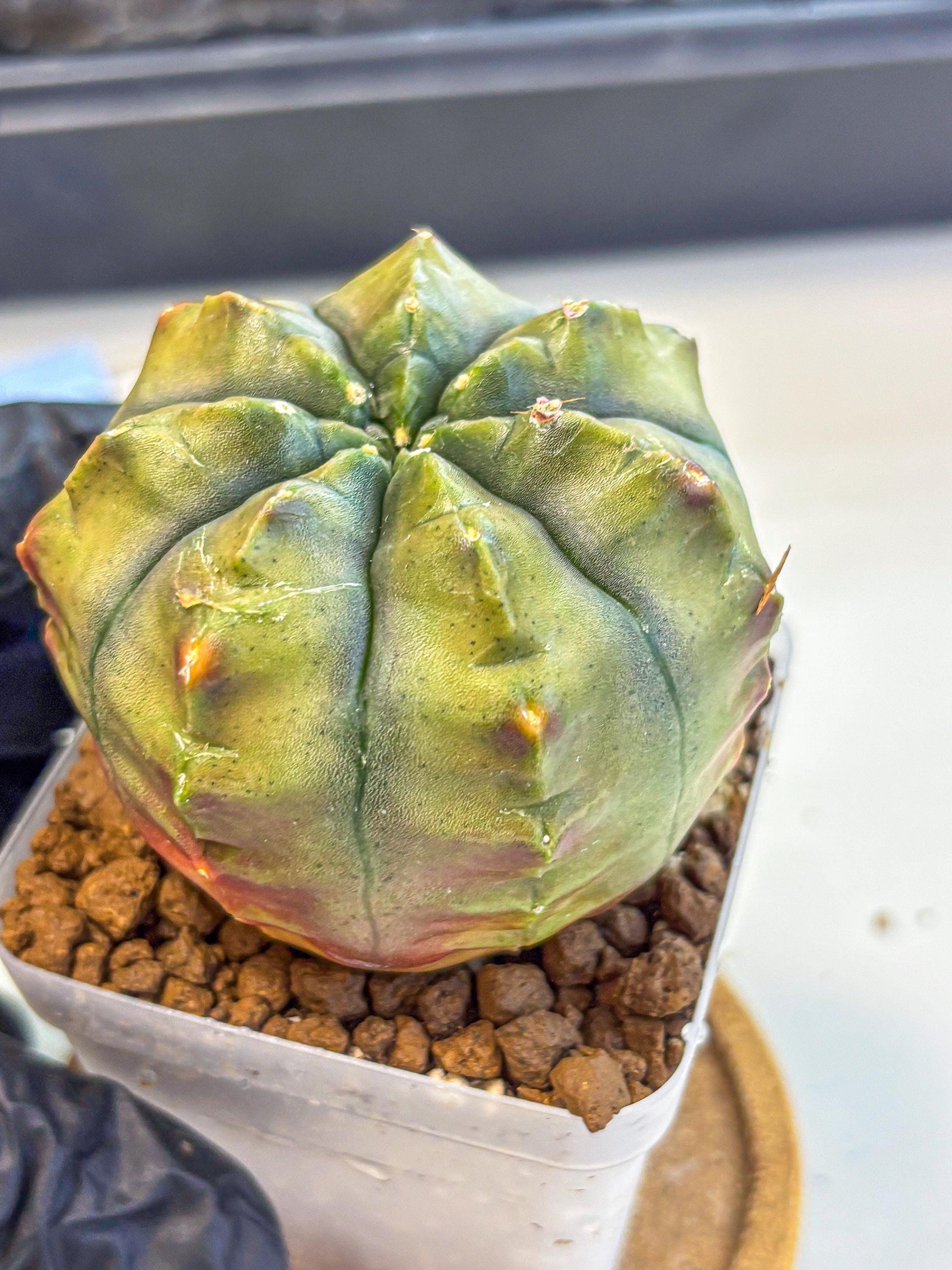 Gymnocalycium Aas DayDream (gy21) (11) | Rare Hybrids