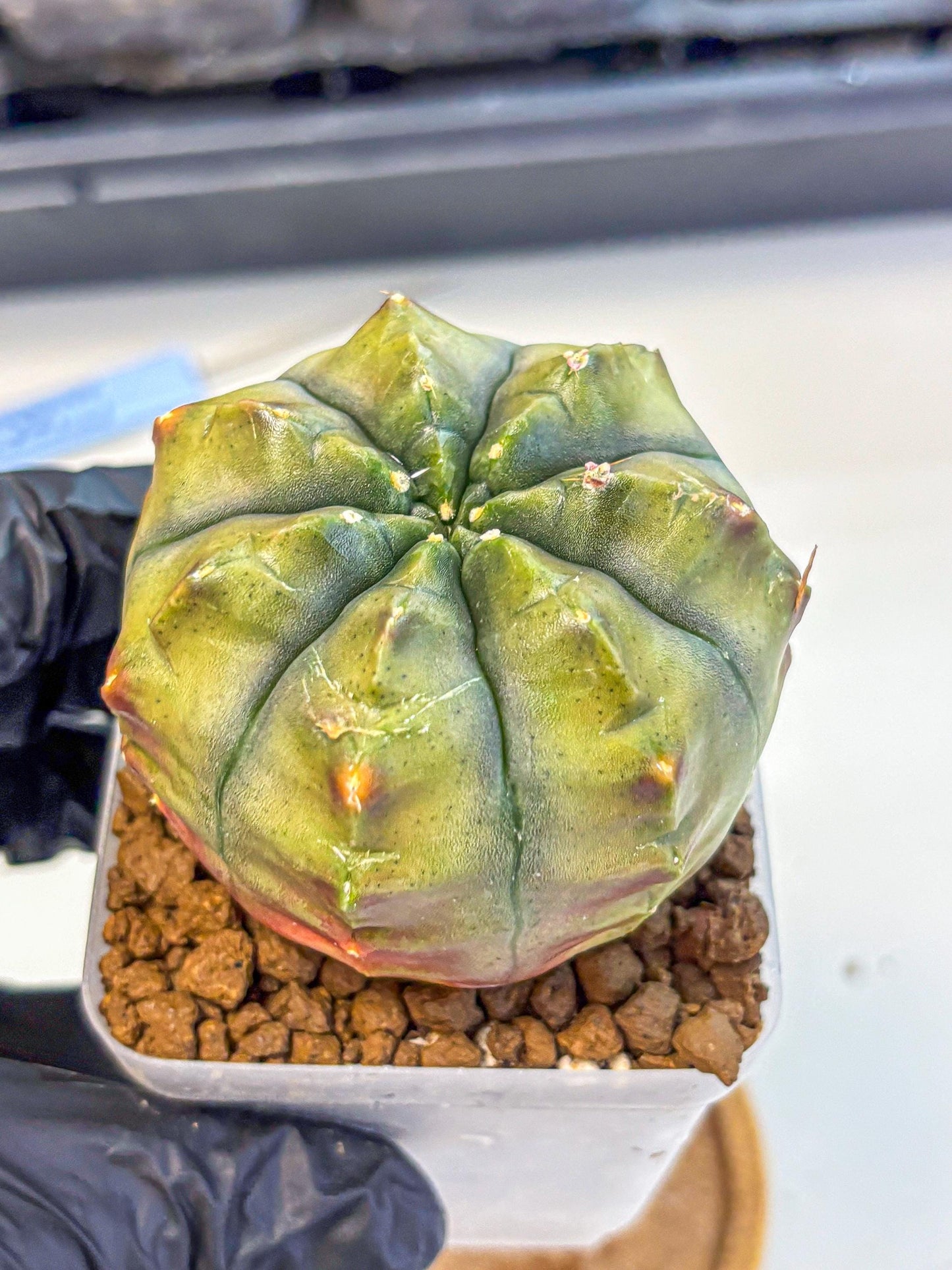 Gymnocalycium Aas DayDream (gy21) (11) | Rare Hybrids