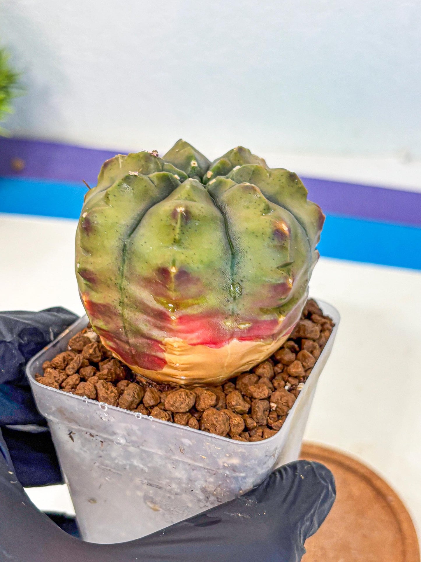 Gymnocalycium Aas DayDream (gy21) (11) | Rare Hybrids