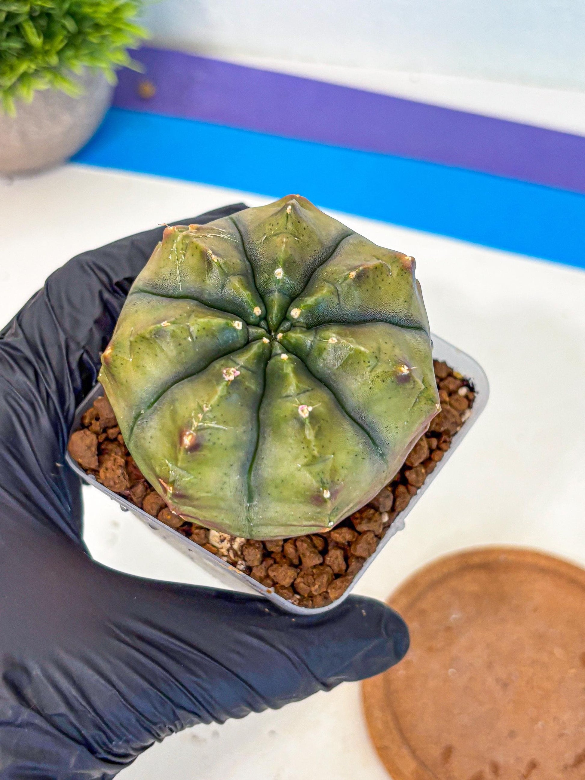 Gymnocalycium Aas DayDream (gy21) (11) | Rare Hybrids