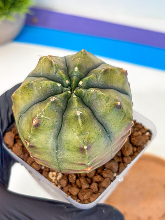 Gymnocalycium Aas DayDream (gy21) (11) | Rare Hybrids
