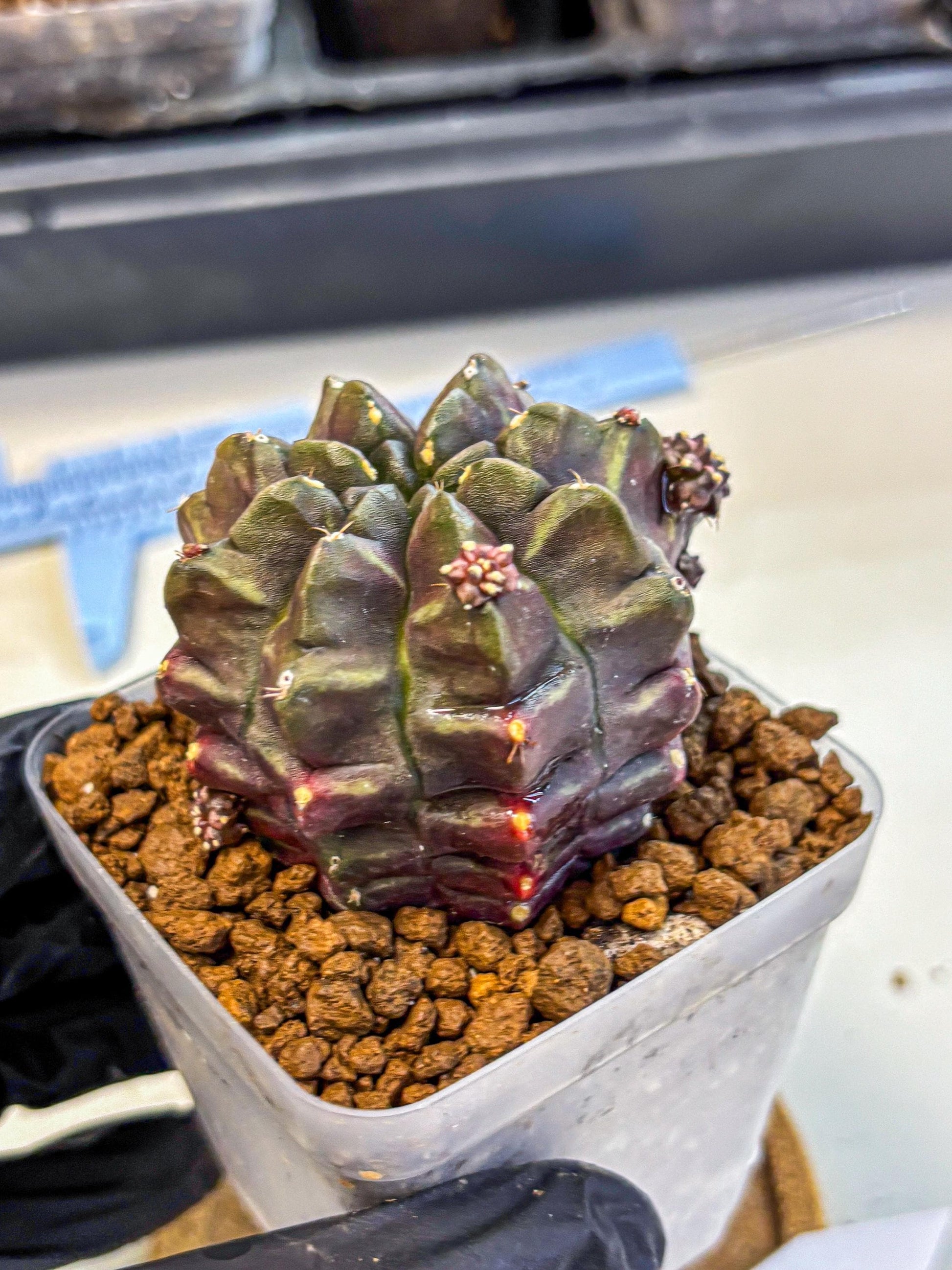 Gymnocalycium Aas DayDream (gy21) (12) | Rare Hybrids