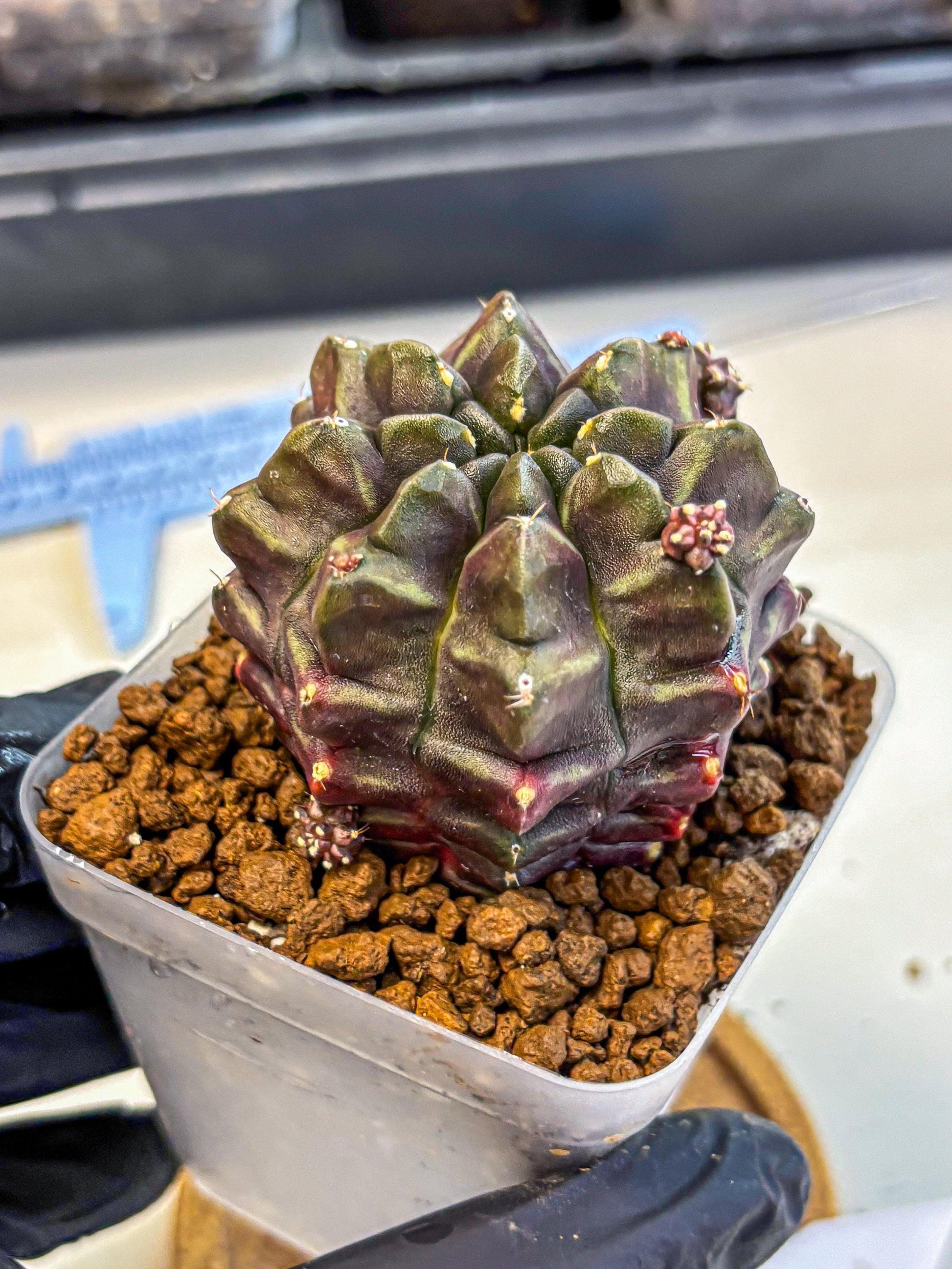 Gymnocalycium Aas DayDream (gy21) (12) | Rare Hybrids