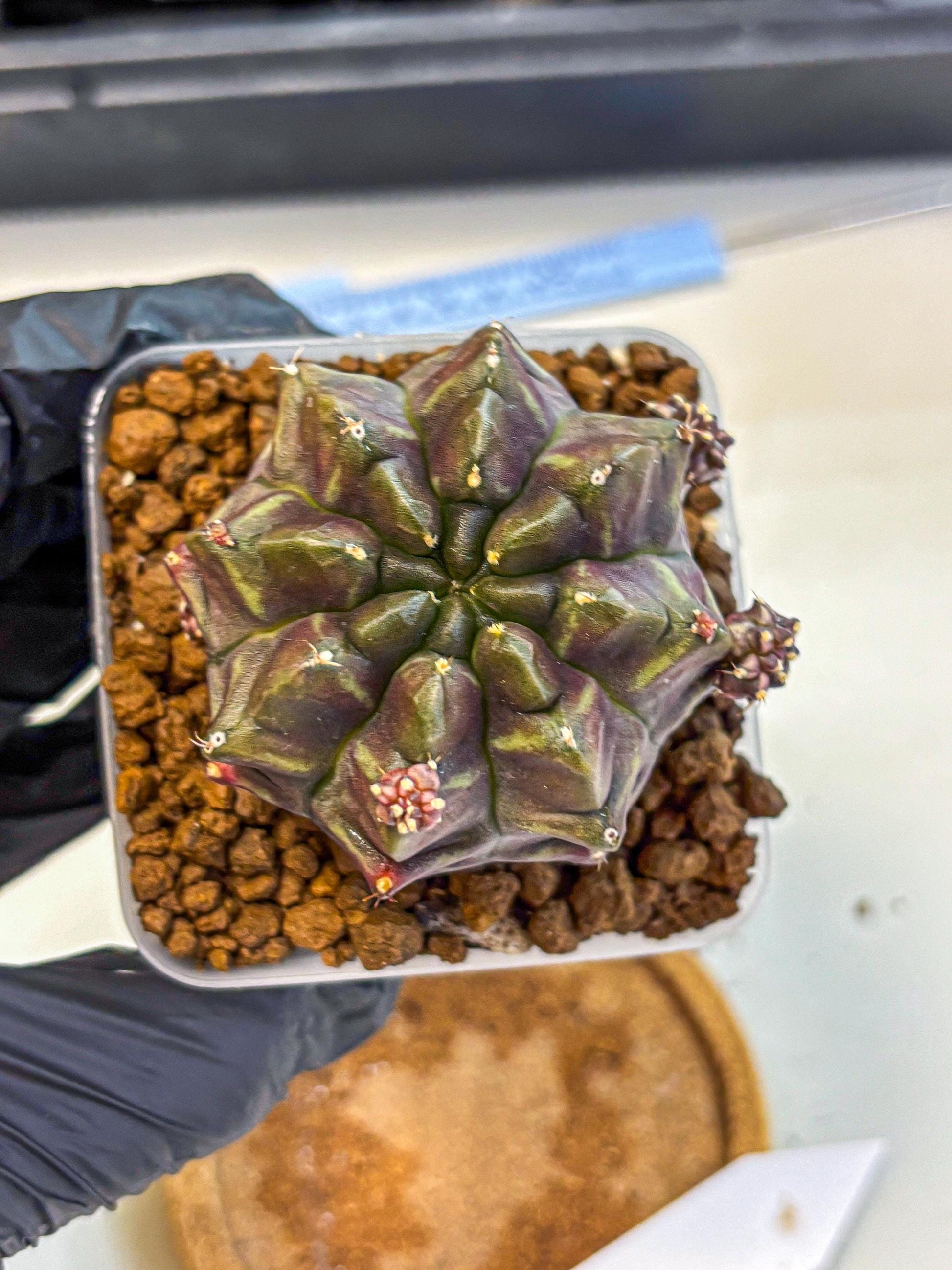 Gymnocalycium Aas DayDream (gy21) (12) | Rare Hybrids