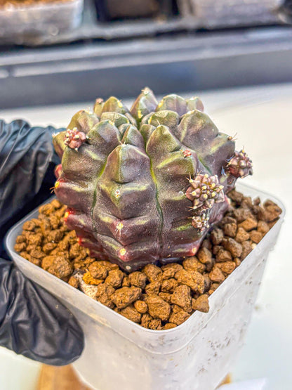 Gymnocalycium Aas DayDream (gy21) (12) | Rare Hybrids