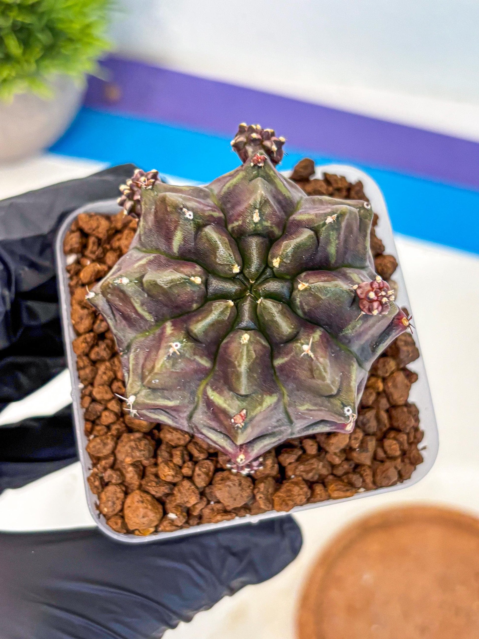 Gymnocalycium Aas DayDream (gy21) (12) | Rare Hybrids