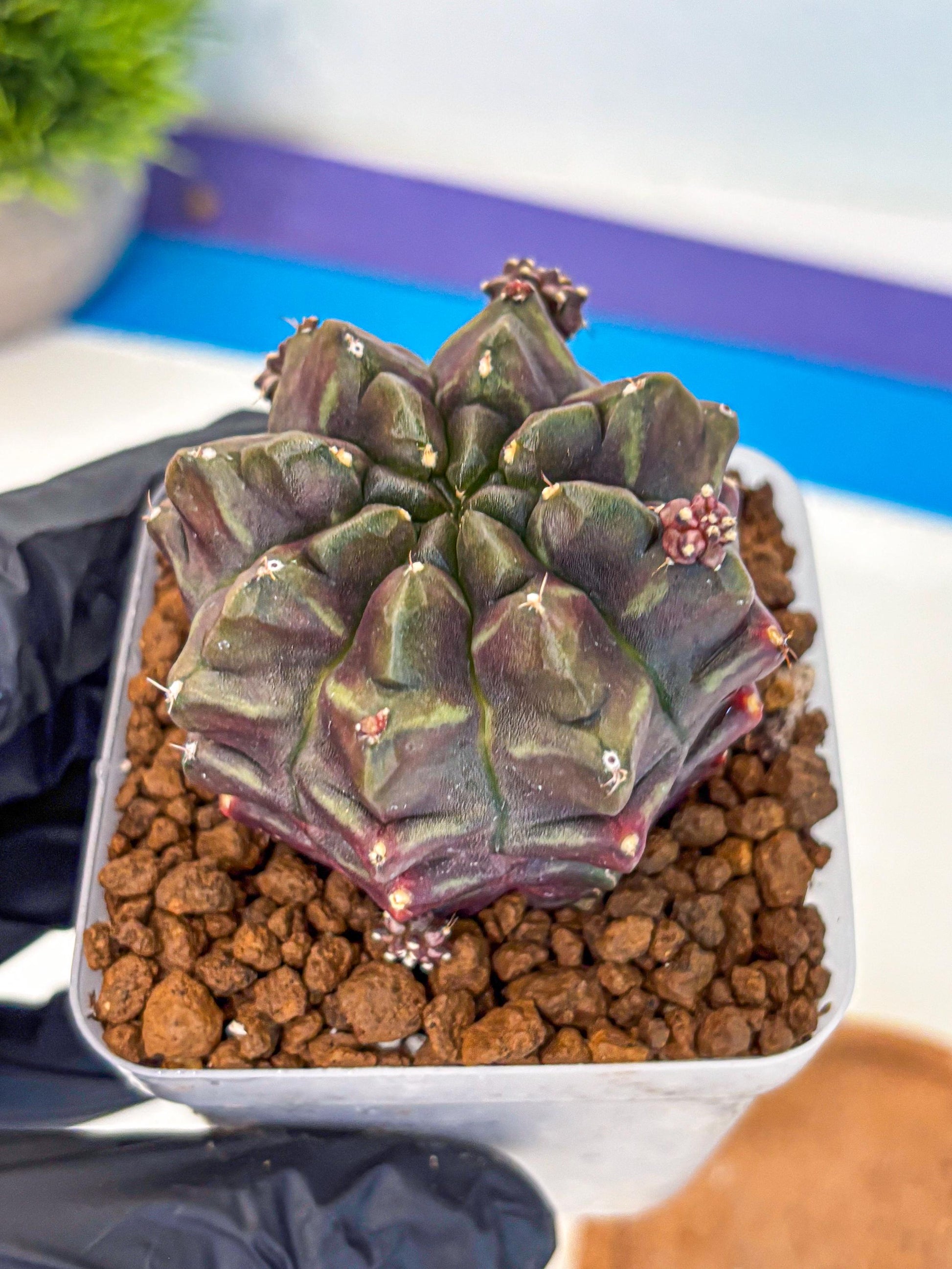 Gymnocalycium Aas DayDream (gy21) (12) | Rare Hybrids