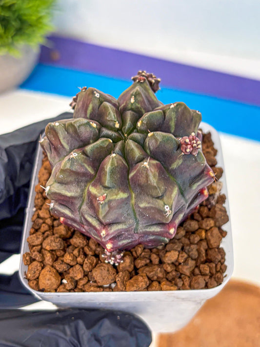 Gymnocalycium Aas DayDream (gy21) (12) | Rare Hybrids