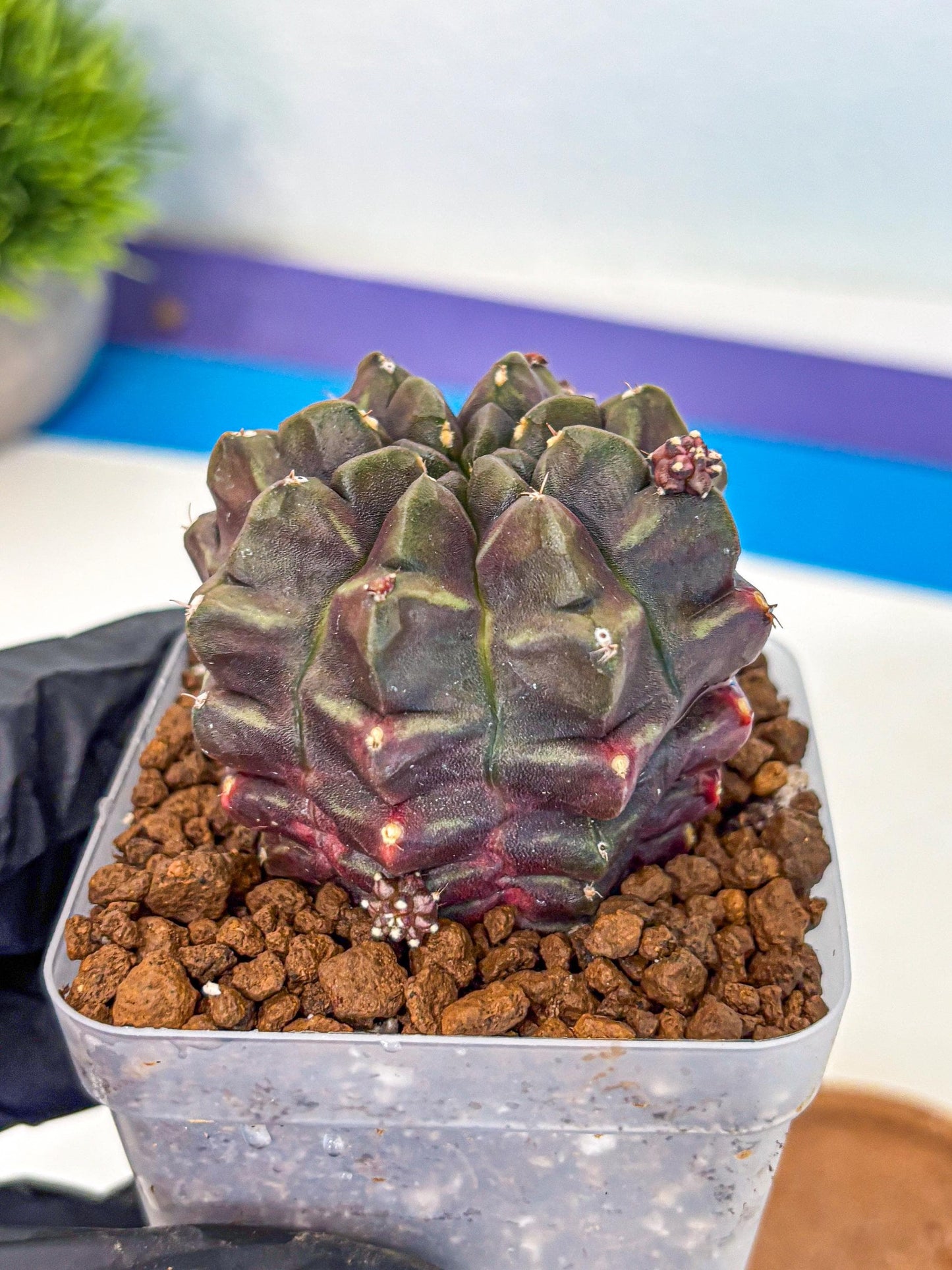 Gymnocalycium Aas DayDream (gy21) (12) | Rare Hybrids