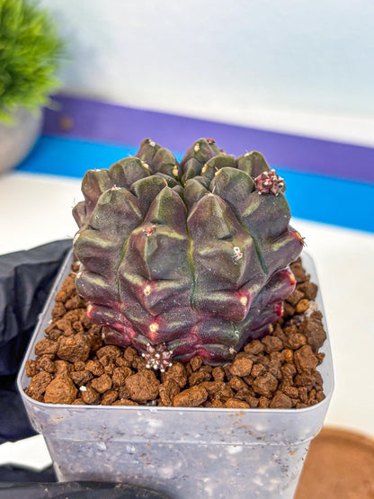 Gymnocalycium Aas DayDream (gy21) (12) | Rare Hybrids