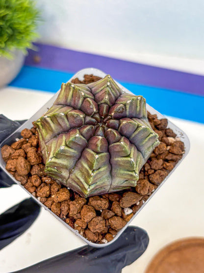 Gymnocalycium Aas DayDream (gy21) (14) | Rare Hybrids