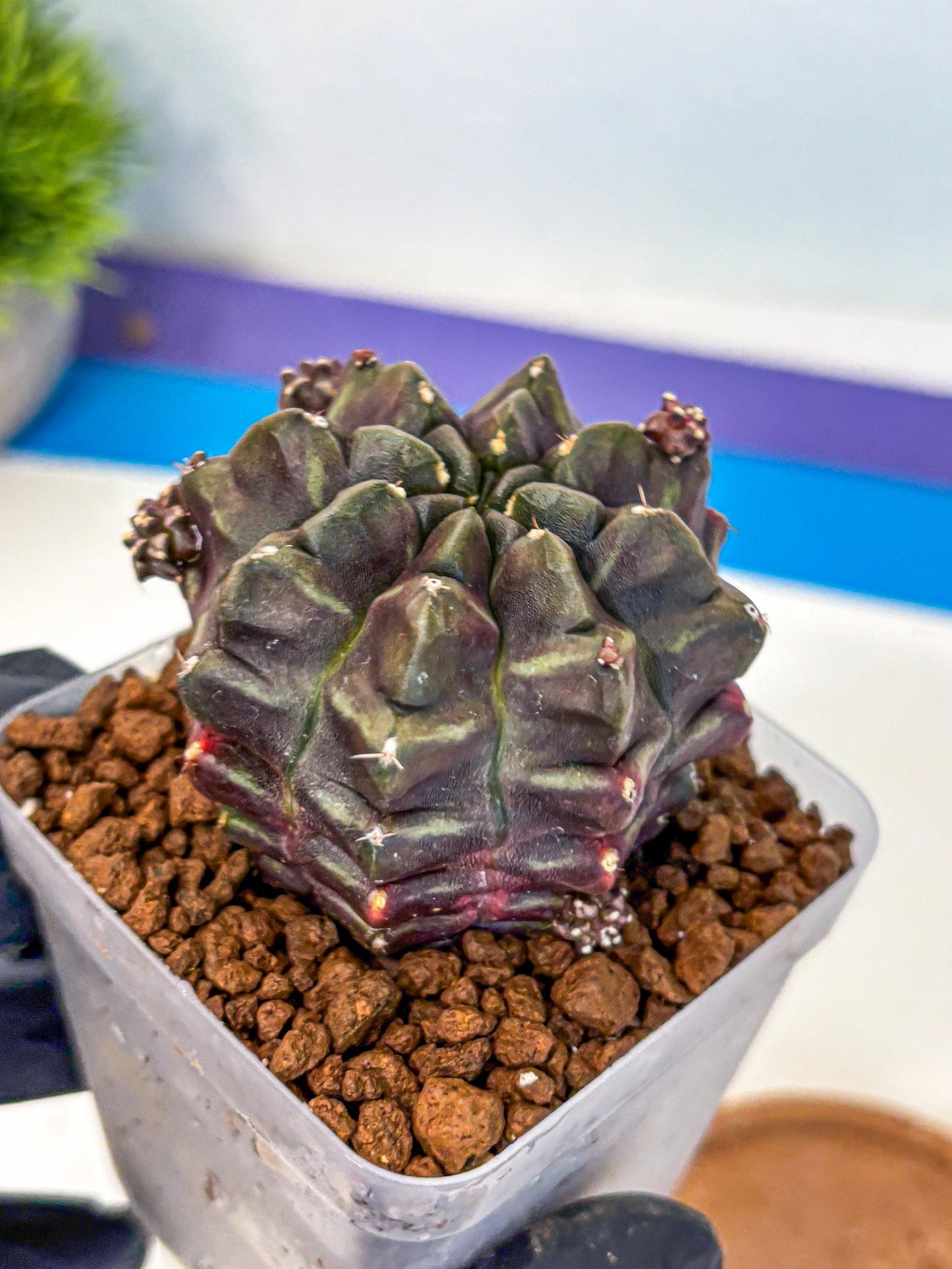 Gymnocalycium Aas DayDream (gy21) (12) | Rare Hybrids