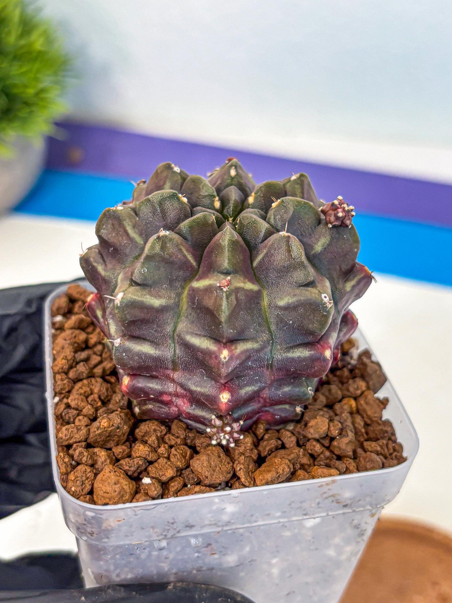 Gymnocalycium Aas DayDream (gy21) (12) | Rare Hybrids