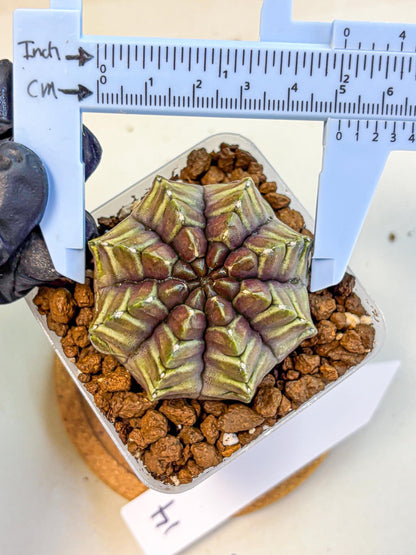 Gymnocalycium Aas DayDream (gy21) (14) | Rare Hybrids