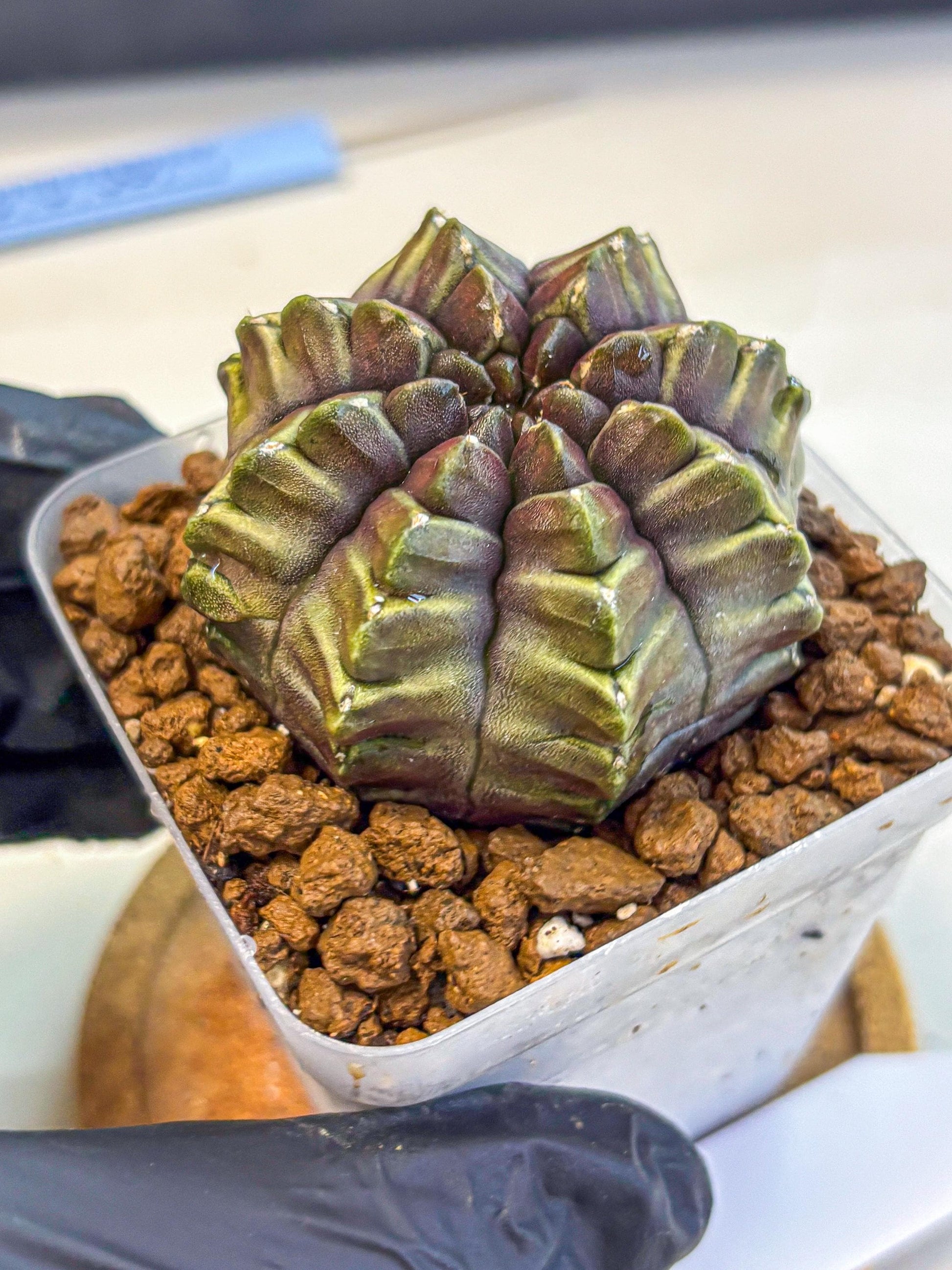Gymnocalycium Aas DayDream (gy21) (14) | Rare Hybrids