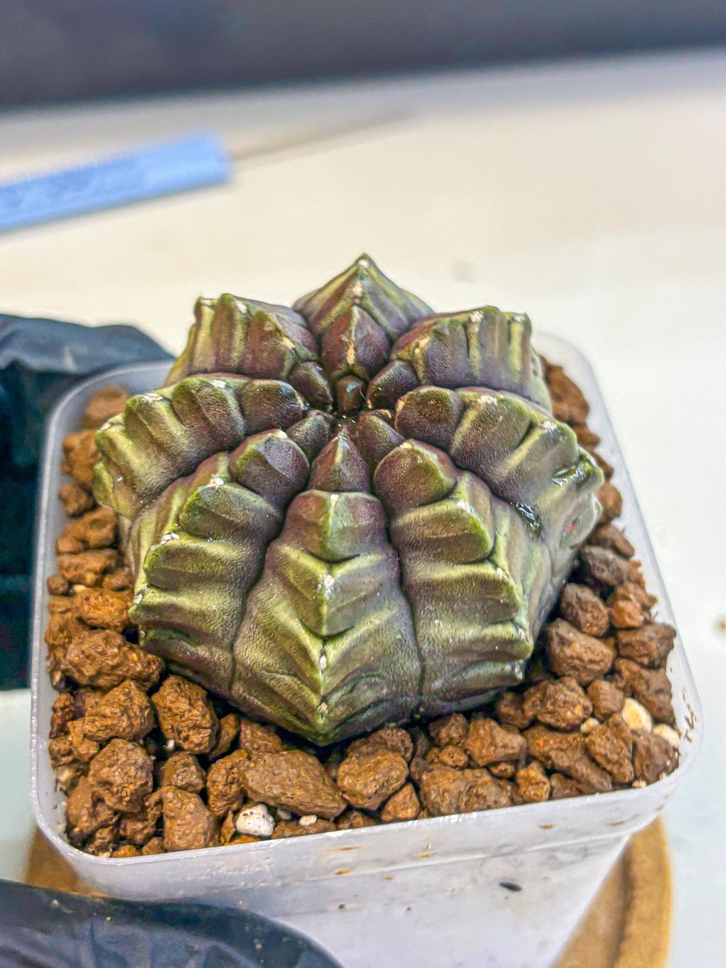 Gymnocalycium Aas DayDream (gy21) (14) | Rare Hybrids