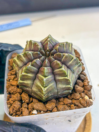 Gymnocalycium Aas DayDream (gy21) (14) | Rare Hybrids