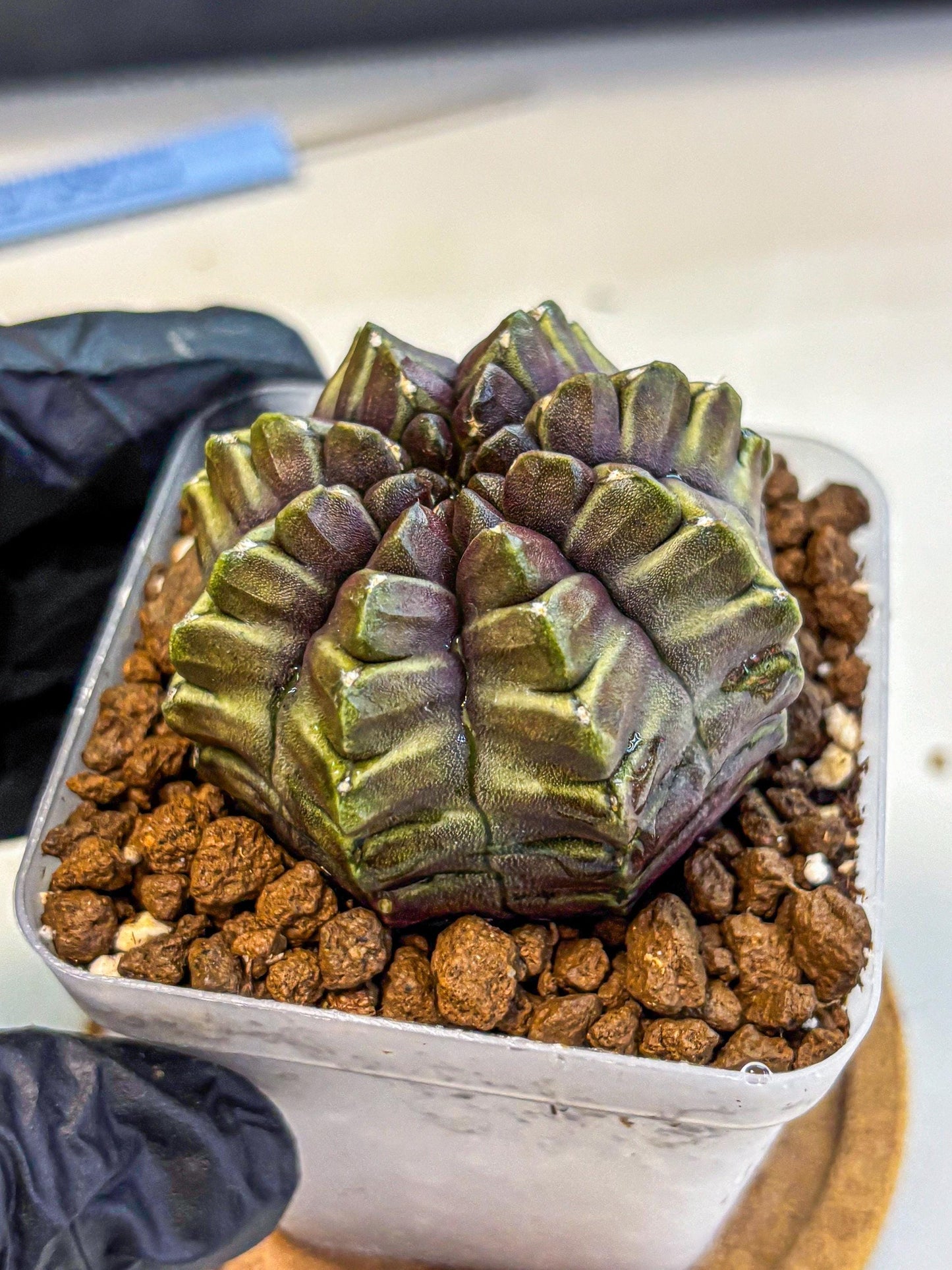 Gymnocalycium Aas DayDream (gy21) (14) | Rare Hybrids