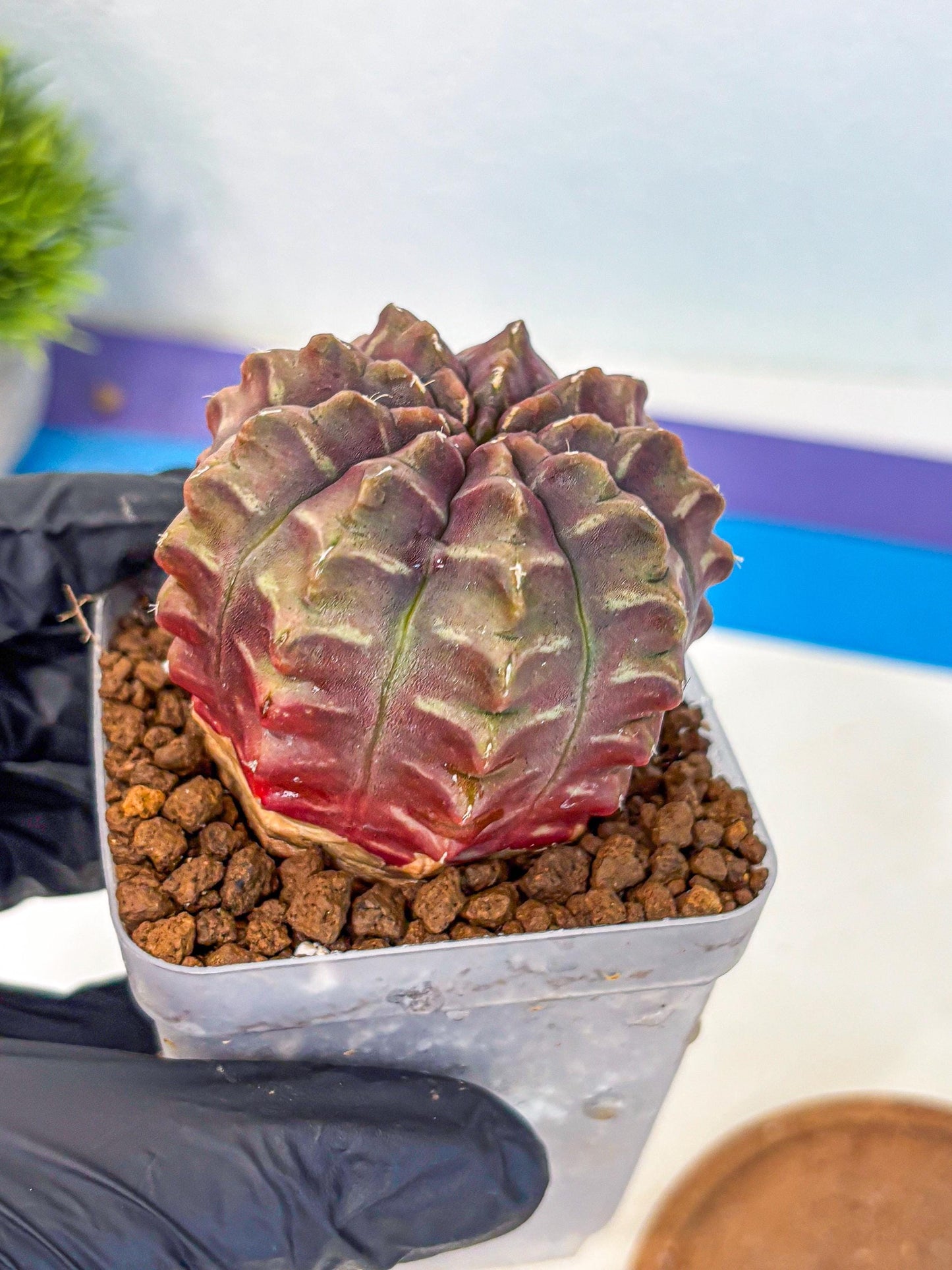 Gymnocalycium Aas DayDream (gy21) (15) | Rare Hybrids