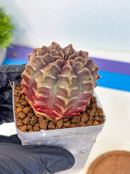 Gymnocalycium Aas DayDream (gy21) (15) | Rare Hybrids