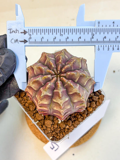 Gymnocalycium Aas DayDream (gy21) (15) | Rare Hybrids