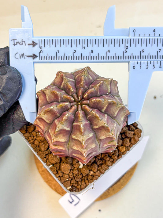 Gymnocalycium Aas DayDream (gy21) (15) | Rare Hybrids