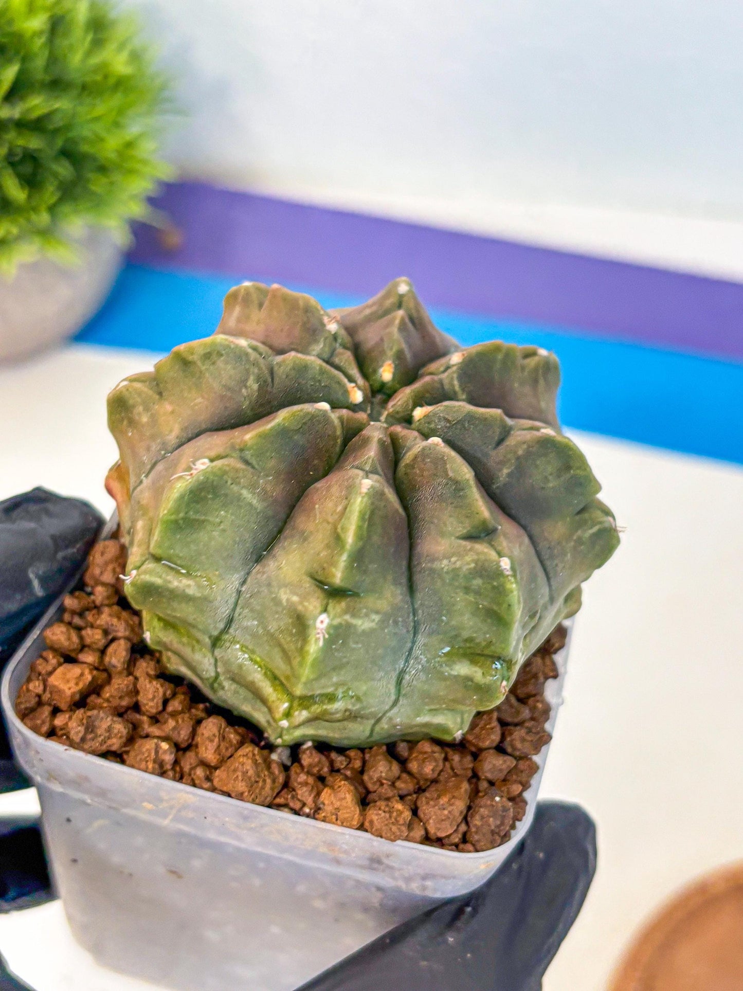 Gymnocalycium Aas DayDream (gy21) (16) | Rare Hybrids
